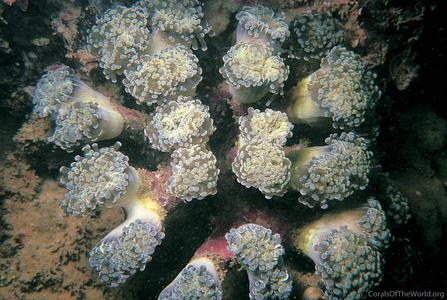 CotW preview: Euphyllia paradivisa