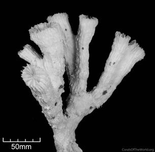CotW: Euphyllia paradivisa