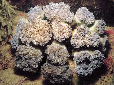 Euphyllia paraglabrescens