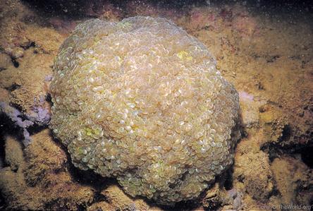 CotW: Euphyllia paraglabrescens