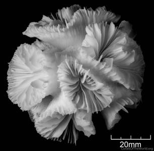 CotW: Euphyllia paraglabrescens