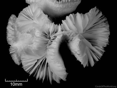 CotW: Euphyllia paraglabrescens