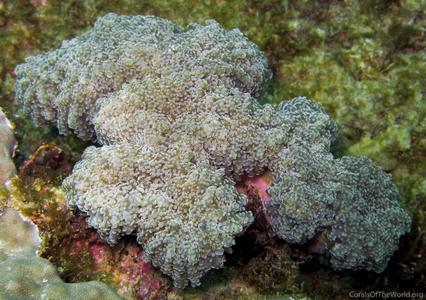 CotW preview: Euphyllia yaeyamaensis