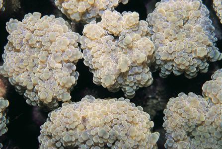 CotW: Euphyllia yaeyamaensis