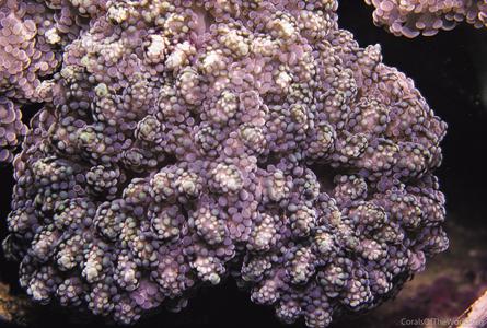 CotW: Euphyllia yaeyamaensis