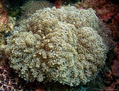 CotW: Euphyllia yaeyamaensis