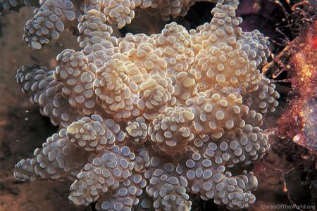 CotW: Euphyllia yaeyamaensis