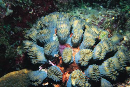 Eusmilia fastigiata