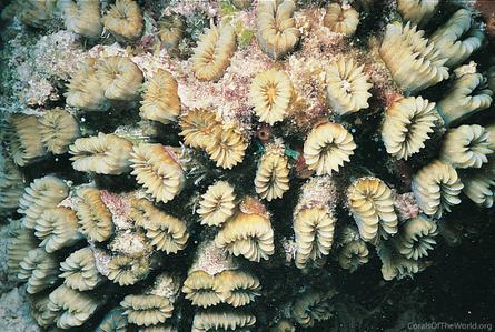 CotW preview: Eusmilia fastigiata