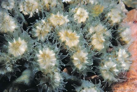 CotW: Eusmilia fastigiata