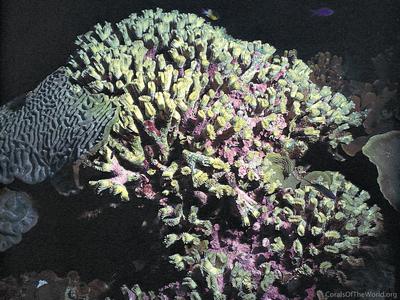CotW: Eusmilia fastigiata