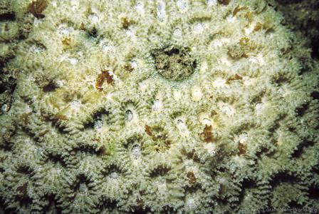 Favia albidus