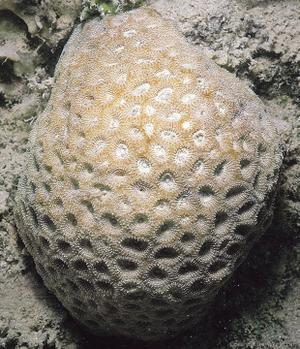 CotW preview: Favia albidus