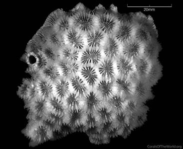 CotW: Favia albidus