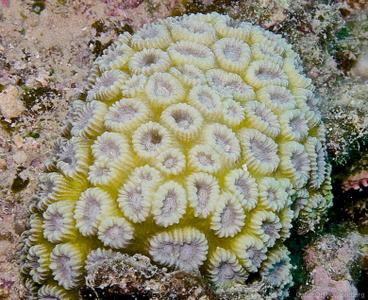Favia amicorum