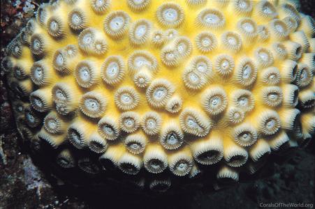 CotW: Favia amicorum