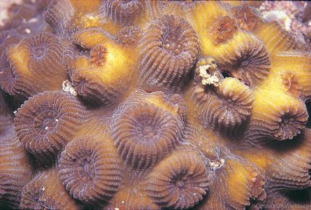 CotW: Favia amicorum