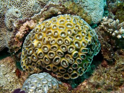 CotW: Favia amicorum