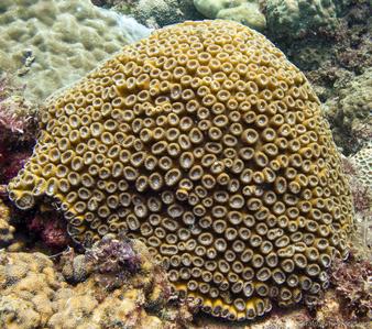 CotW: Favia amicorum