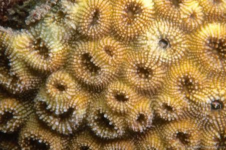 CotW: Favia danai