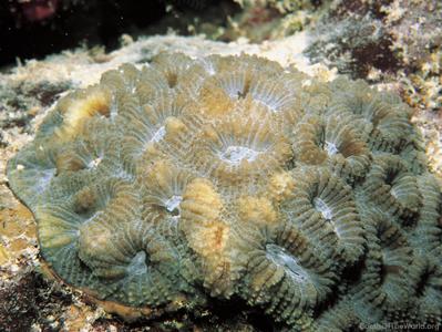CotW: Favia danai