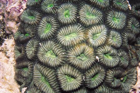 CotW: Favia favus