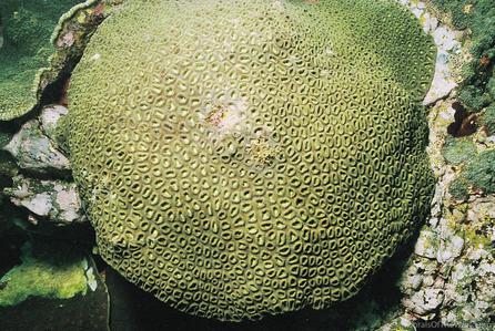 CotW: Favia favus