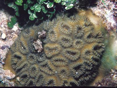 CotW: Favia fragum
