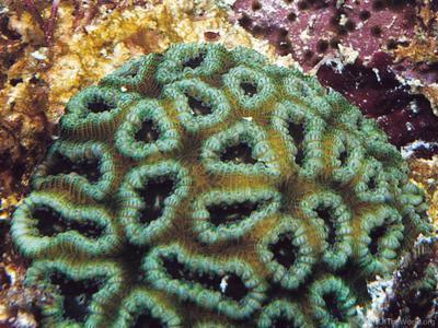 CotW: Favia fragum