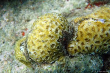 CotW: Favia fragum