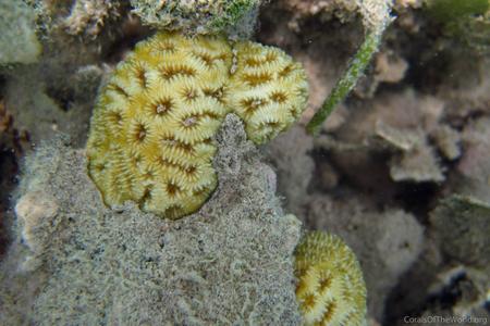 CotW: Favia fragum