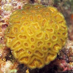 CotW: Favia gravida