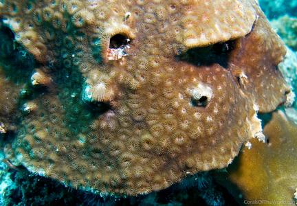 Favia helianthoides