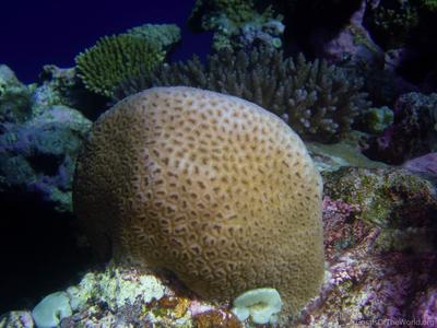 CotW: Favia helianthoides