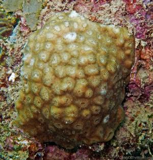 CotW: Favia helianthoides