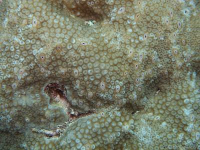 CotW: Favia helianthoides