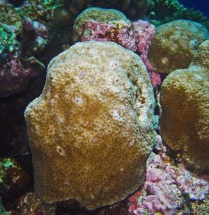 CotW: Favia helianthoides