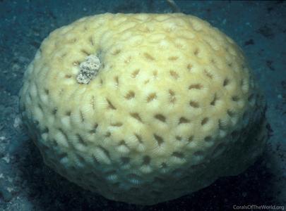 Favia lacuna
