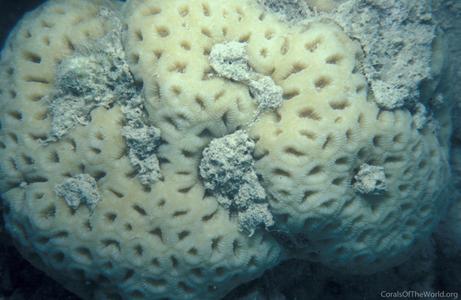 CotW preview: Favia lacuna
