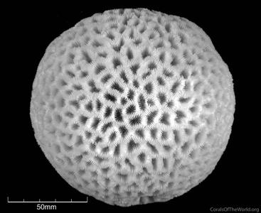 CotW: Favia lacuna