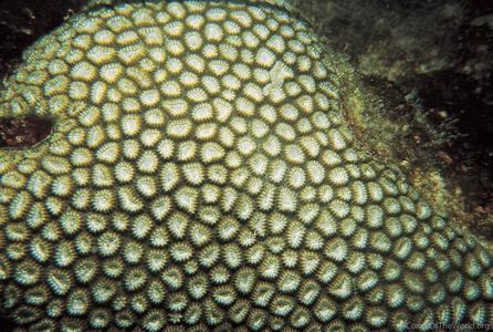 Favia leptophylla