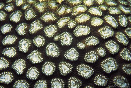 CotW preview: Favia leptophylla