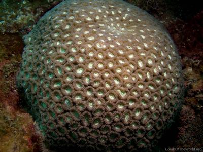 Favia lizardensis