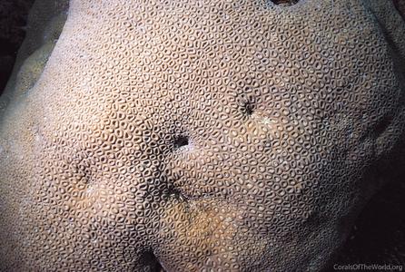 CotW preview: Favia lizardensis
