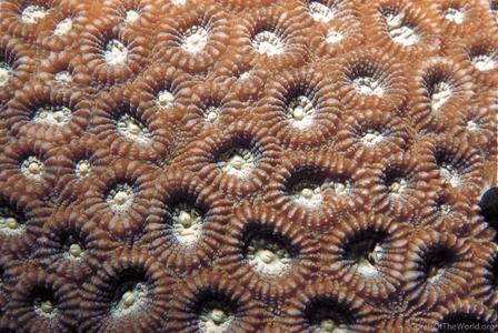 CotW: Favia lizardensis