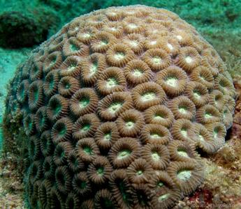 CotW: Favia lizardensis
