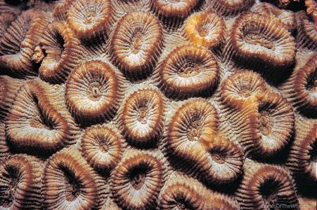Favia maritima