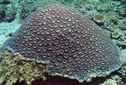 CotW preview: Favia maritima