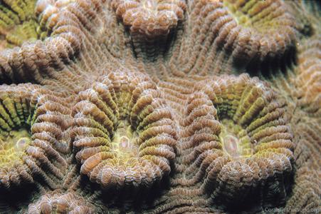 CotW: Favia maritima