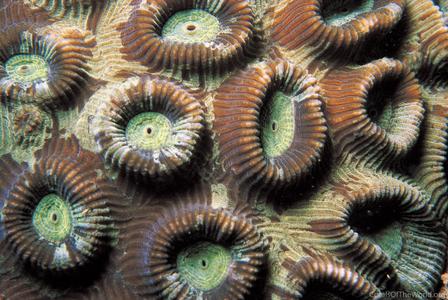 CotW: Favia maritima